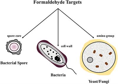 Formaldehydes in Feed and Their Potential Interaction With the Poultry Gastrointestinal Tract Microbial Community–A Review